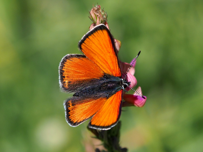 un p di specie montane, fra Lazio e Umbria